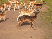 /album/fenykepgaleria/a223050-10150249447215684-5615657-n-jpg/