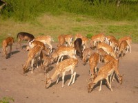 /album/fenykepgaleria/a281755-10150249446760684-2446442-n-jpg/