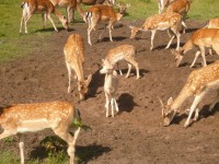 /album/fenykepgaleria/a285042-10150250800250684-7110487-n-jpg/