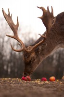 /album/vadfarm/a8o6h0383-jpg/