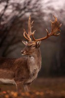 /album/vadfarm/a1959888-704822622874083-1216474374-n-jpg/