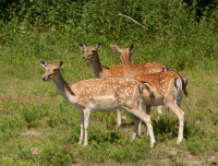 /album/fenykepgaleria/a1964988-330259327127954-2951049357490091973-n-jpg/