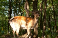 /album/fenykepgaleria/a10426122-368245436662676-2207453366283771373-n-jpg/