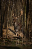 /album/fenykepgaleria/a10696417-370152706471949-4703502326231266662-n-jpg/