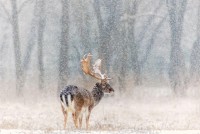 /album/fenykepgaleria/a10885460-417339495086603-5345570573899201567-n-jpg/