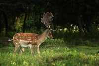 /album/vadfarm/a10562509-351190255034861-3748781931921512367-o-jpg1/