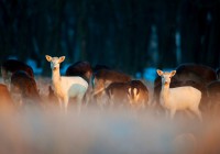 /album/vadfarm/a12651233-581658921987992-4685082632046098283-n-jpg1/