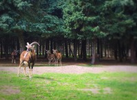 /album/vadfarm/f8e6ad06-6bd8-45f9-8b96-efbe9eb429a8-jpeg/