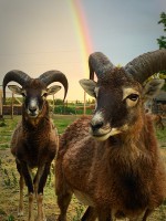 /album/vadfarm/a765a283e-9f29-4ac3-aacb-9b804d07ab56-jpeg/