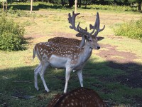 /album/vadfarm/a2ecc5a5c-4b13-4bca-8956-4cbcfdea6a33-jpeg/