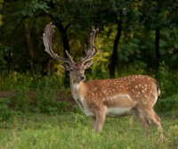 /album/vadfarm/a2503cfee-70f5-4698-ba7c-e7ddaa4fe67f-jpeg/