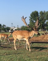 /album/vadfarm/d9979ae3-6e7b-4327-b8fe-979fa9f0d91b-jpeg/