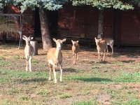 /album/vadfarm/a34a657d4-cc0e-46a9-b085-82ad4e47d61c-jpeg/