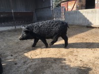 /album/vadfarm/a0a2bd3dc-f55b-498c-bbb5-db7a942f1cf4-jpeg/