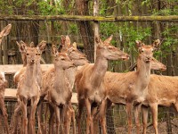 /album/vadfarm/fd7d3e42-b372-47c4-91f0-3c044cbdc891-jpeg/