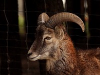 /album/vadfarm/a6766303b-3f43-425e-9405-76b1d2f26604-jpeg/