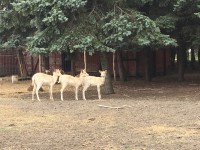 /album/vadfarm/a151ed555-0e89-4fb1-988f-2a40fba96ff2-jpeg/