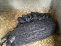 /album/vadfarm/a916a517b-abe3-4e3f-a0f7-fd36f6fef02e-jpeg/