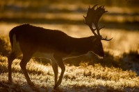 /album/vadfarm/a4078d019-0e98-44ad-adb7-3ad002eb22d5-jpeg/