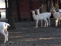 /album/vadfarm/e2cf81d5-c920-4a94-bc27-271fa4a0eaf9-jpeg/