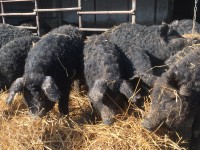 /album/vadfarm/cd2e01a0-e053-4439-81ad-e21dd28775e2-jpeg/