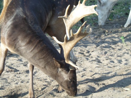 Fekete bika. "Zorro"